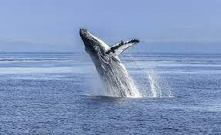 baleines.jpeg